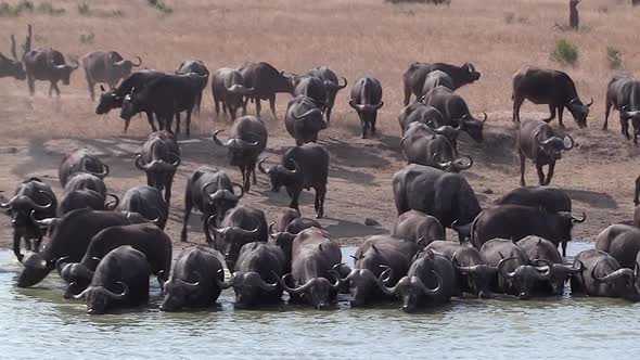 Zoom out on a large herd of African buffalo arriving and drinking at a waterhole in Africa