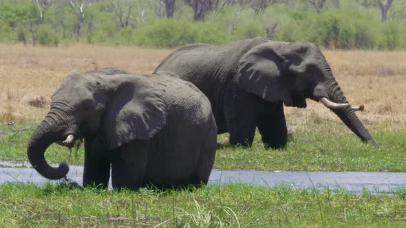 A Pair Of African Elephants Eating Grass Near The River On A Sunny Day In Makgadikgadi Pans National