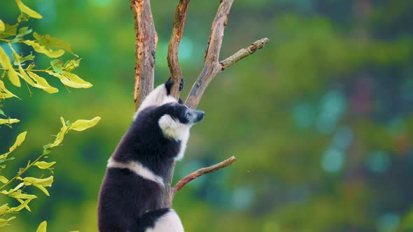 Blackandwhite Ruffed Lemur Climbs the Tree