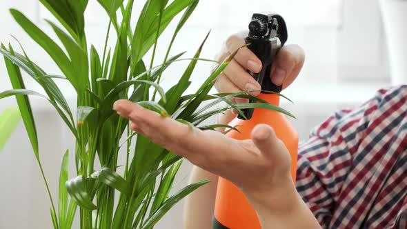 Closeup of Woman Using Sprinkler to Watering and Cleaning Domestic Plant Leaves