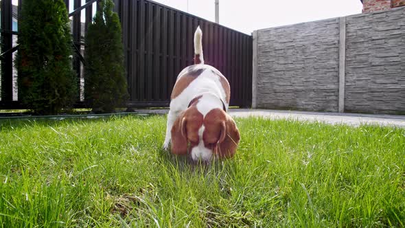 Cute Dog Beagle Sniffed Something at Grass Outdoors Search Around