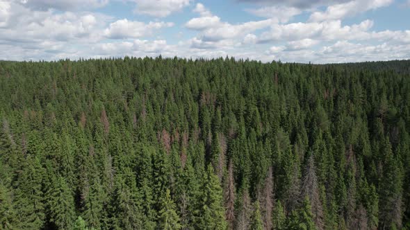 Aerial View of Summer Forest in Russia Fall Woodland Aerial Shot