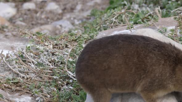 Rock hyrax jumps on a rock while looking for food