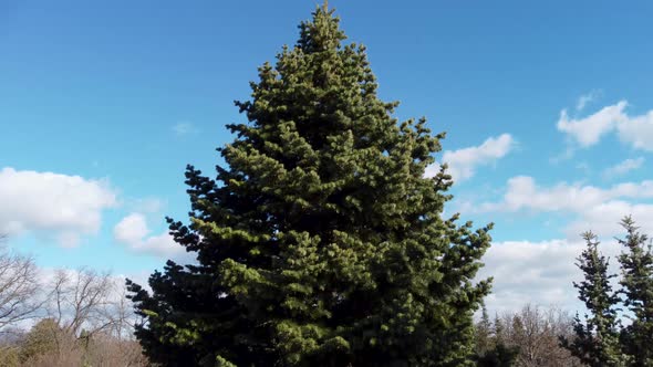 White Fir tree coniferous evergreen on blue sky