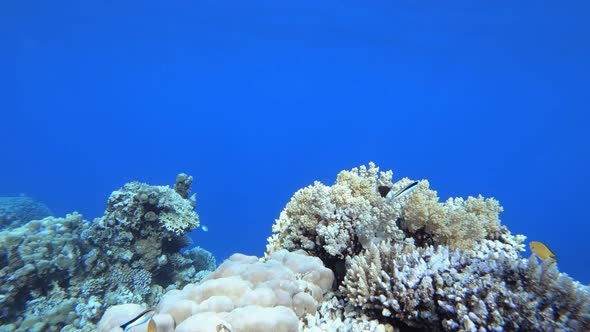 Underwater Blue Water Tropical Reef