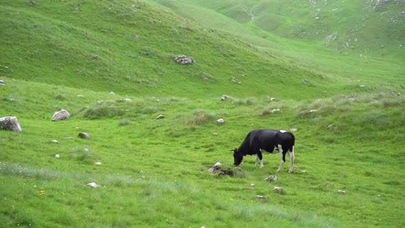 Black and White Cow Eating Grass in a Green Valley