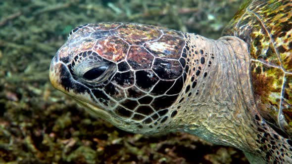 Close Up of Sea Green Turtle Head