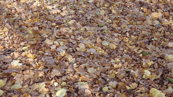 Autumn leaves on the ground