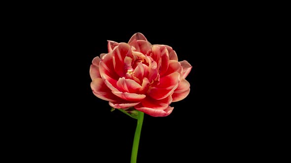 Tulip Blooming and Withering Time Lapse on a Black Background  Video