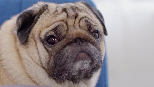 Adorable dog pug breed sit on couch waiting owner so lonely and sad