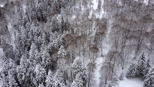 Aerial Forest view - Winter Landscape Aerial