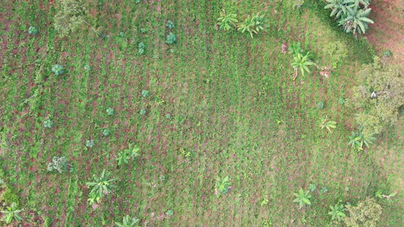 Freshly planted coffee plantation on the farm