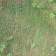 Freshly planted coffee plantation on the farm - VideoHive Item for Sale