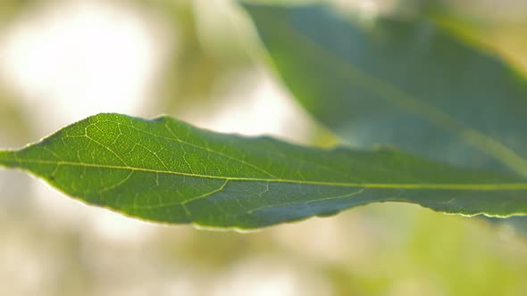 Laurus nobilis laurel tree green leaves   outdoor slow panning shallow DOF  4K 2160p UHD footage - L