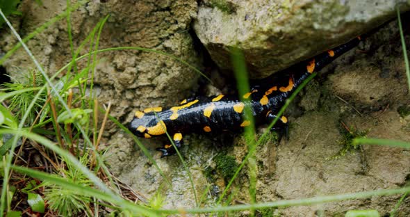 Fire Salamander Lat. Salamandra Slowly Moves on Stones. Close Up