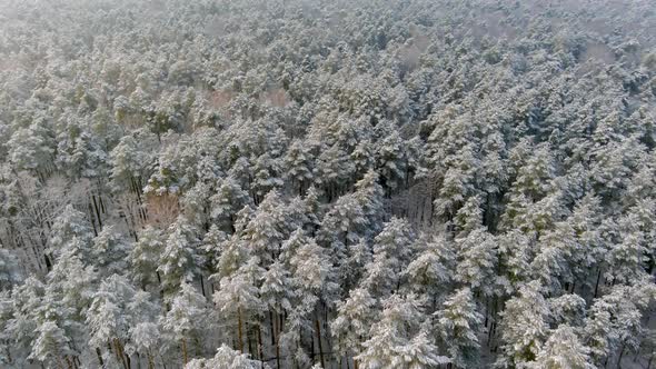 Snowy Forest Top Down View From Above