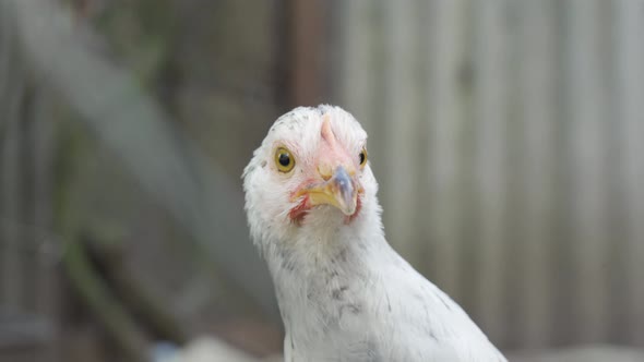 One big chicken with white feathers stare in camera on blurred grey background