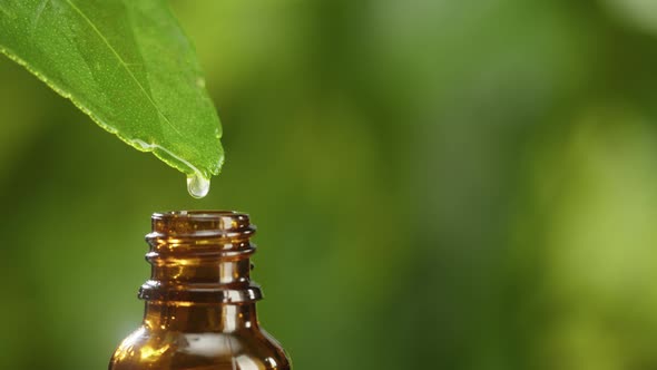 Juice Dripping From Leaf Into Bottle Closeup Plant Oil