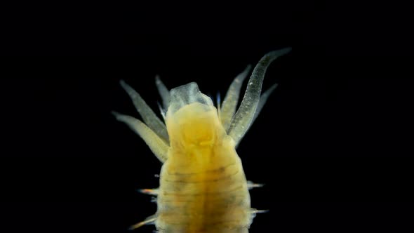 Worm Polychaeta Hypania Invalida Under a Microscope Family Ampharetidae