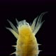 Worm Polychaeta Hypania Invalida Under a Microscope Family Ampharetidae - VideoHive Item for Sale