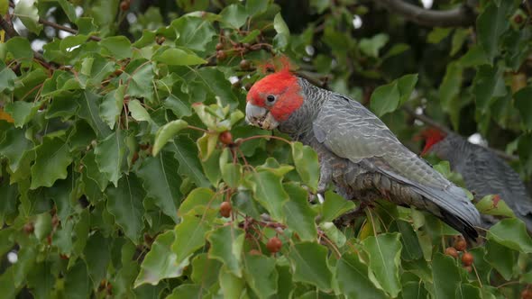 Gang Gang Cockatoo's foraging food from a suburban street tree. Two male birds eating the fruit whil