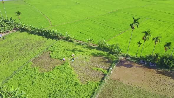 Flycam Moves To People Harvesting Salad on Plantation