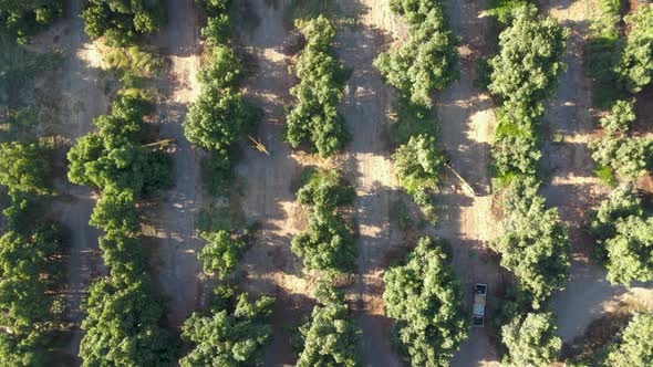 Aerial top down dolly in of harvester tractors between waru waru avocado plantations in a farm field