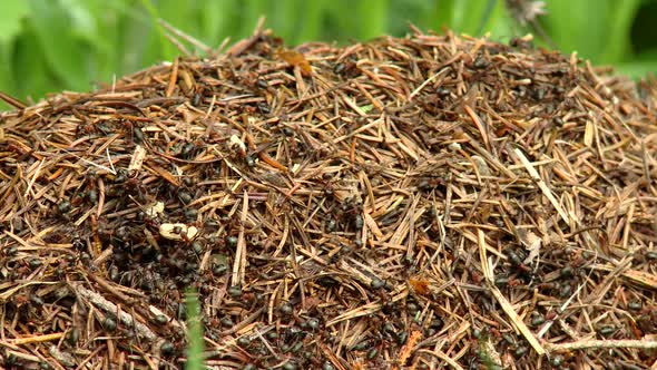 Forest anthill, ants work diligently on their anthill