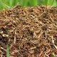 Forest anthill, ants work diligently on their anthill - VideoHive Item for Sale