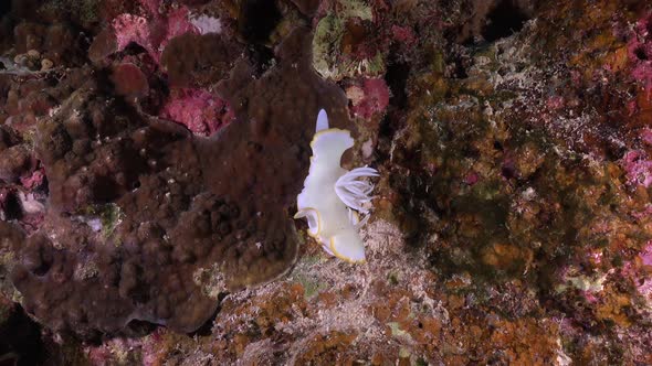 a nudibranch Ardeadoris egretta hanging from a coral reef in the tropics. Wide angle shot showing bi