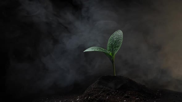 Zucchini Sprout in Fog on a Black Background