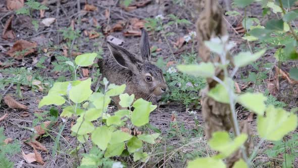 Wild Hare is Sitting in the Bushes Closeup Gray Rabbit Sit Down in the Forest