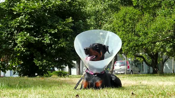 Dog in Close Head Collar