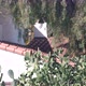 Roof of Old Mexican House Tiled Ceramic Clay Tiles - VideoHive Item for Sale