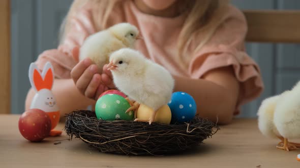 Chicks Sitting in Nest with Easter Eggs By Child