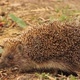Hedgehog runs in the garden - VideoHive Item for Sale
