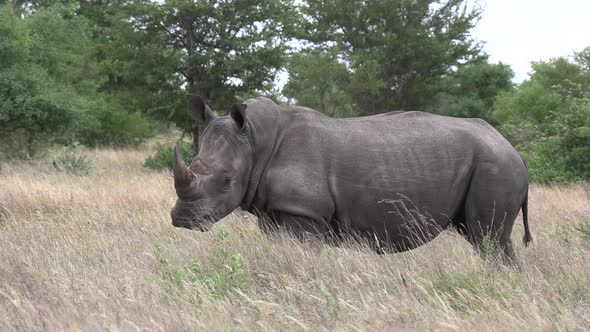 White Rhinos standing in the open grasslands in the African wilderness.