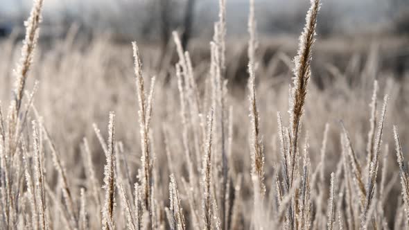 Panicles of Dry Grass Shrouded in Snowflakes Against