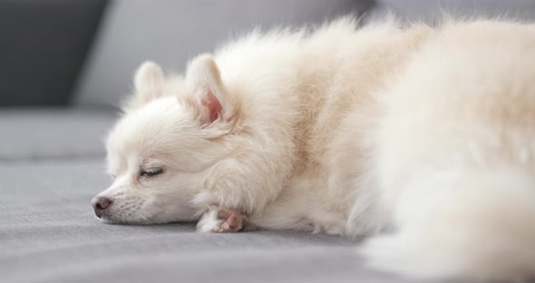 White Pomeranian Dog Sleep on Sofa