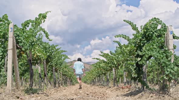 A Man Walks Through the Vineyard