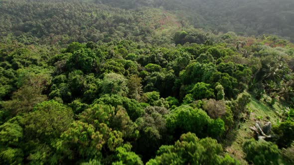 Fly over natural landscape tropical forest in Ko Samui, Thailand