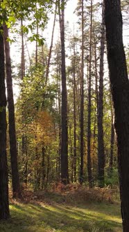 Vertical Video of Trees in the Forest in Autumn