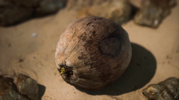 Brown Coconut on the Beach Sand alt