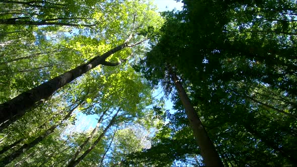 Looking up on a forest walk into the tree tops, in summer