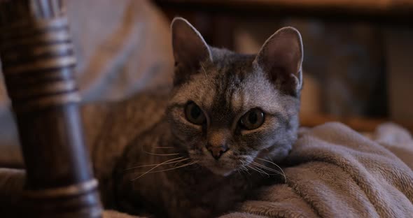 Devon Rex Cat Looking At Camera