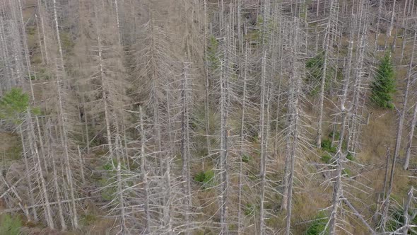 Dead and Dying Forest Caused by the Bark Beetle Aerial View