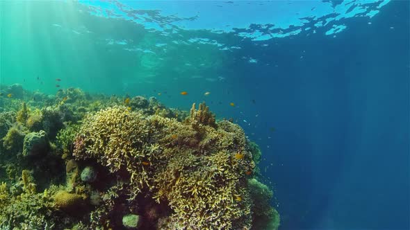 The Underwater World of a Coral Reef