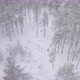 Skiing In The Forest - VideoHive Item for Sale