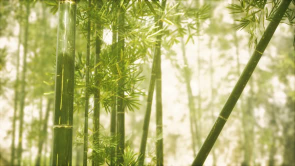 Asian Bamboo Forest with Sunlight