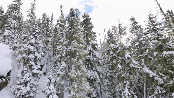 Snowy Forest on Top of the Mountains in Winter During Sunny Morning